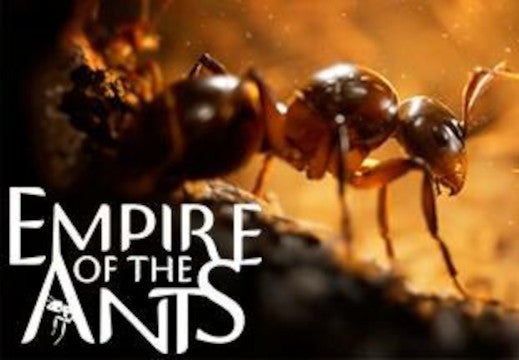 Empire of the Ants UK Xbox Series X|S CD Key